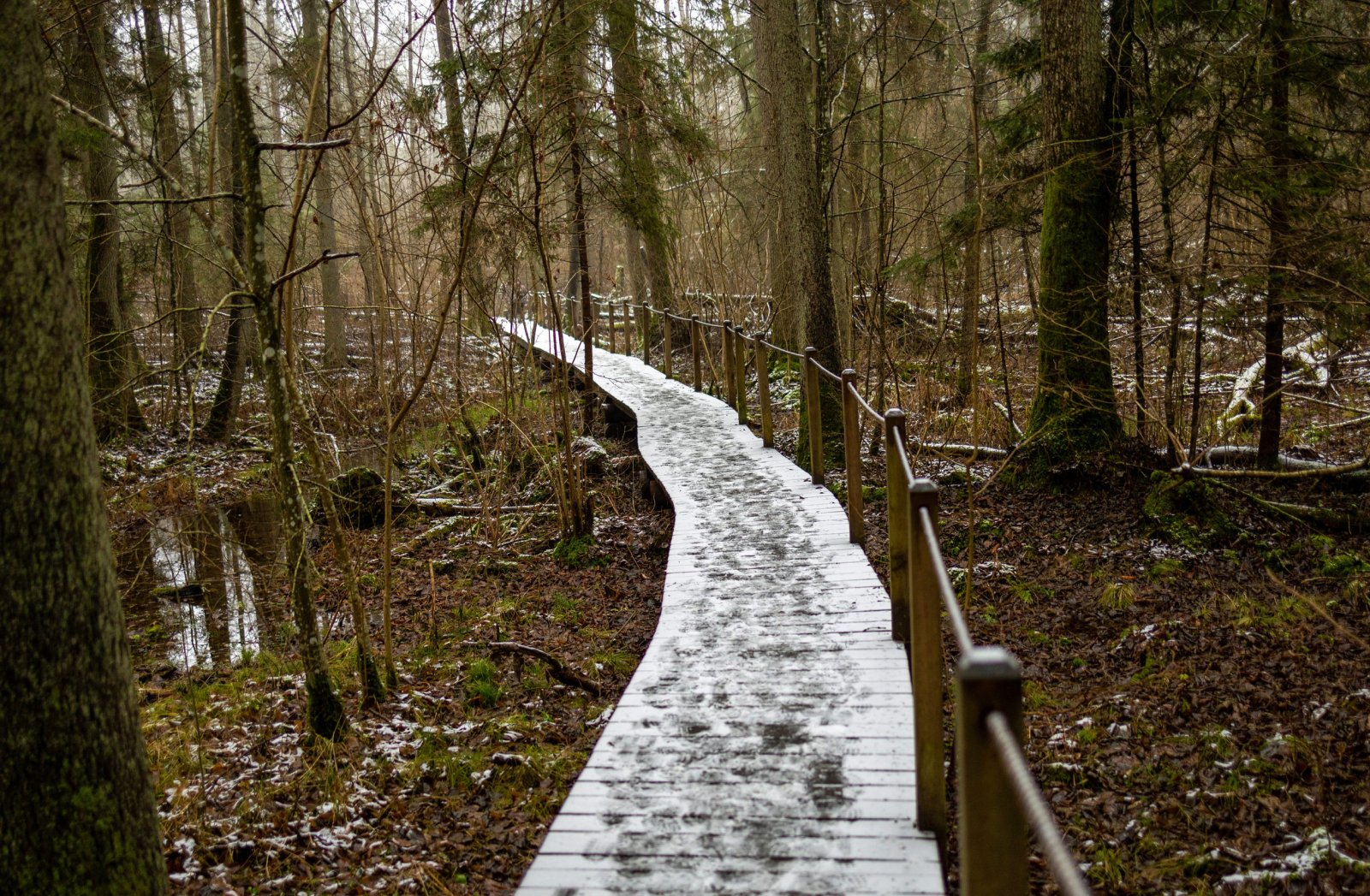 Białowieski Park Narodowy — zdjęcie 3