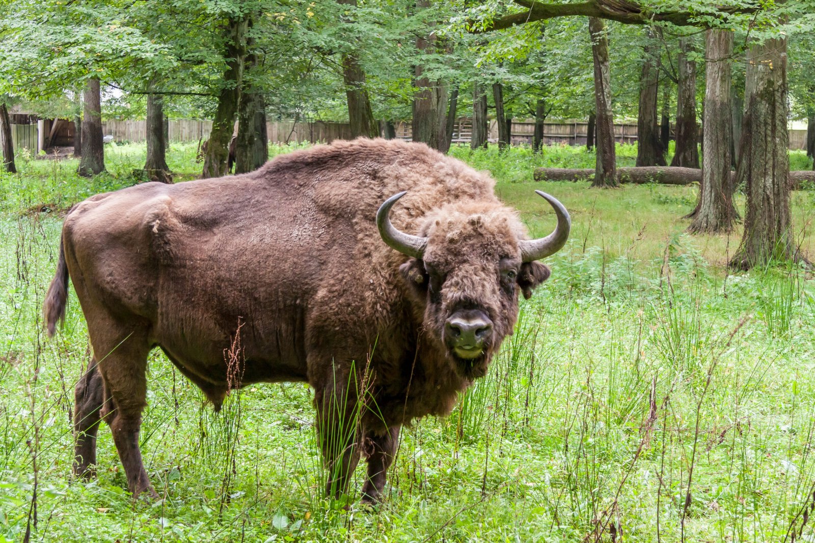 Białowieski Park Narodowy — zdjęcie 4