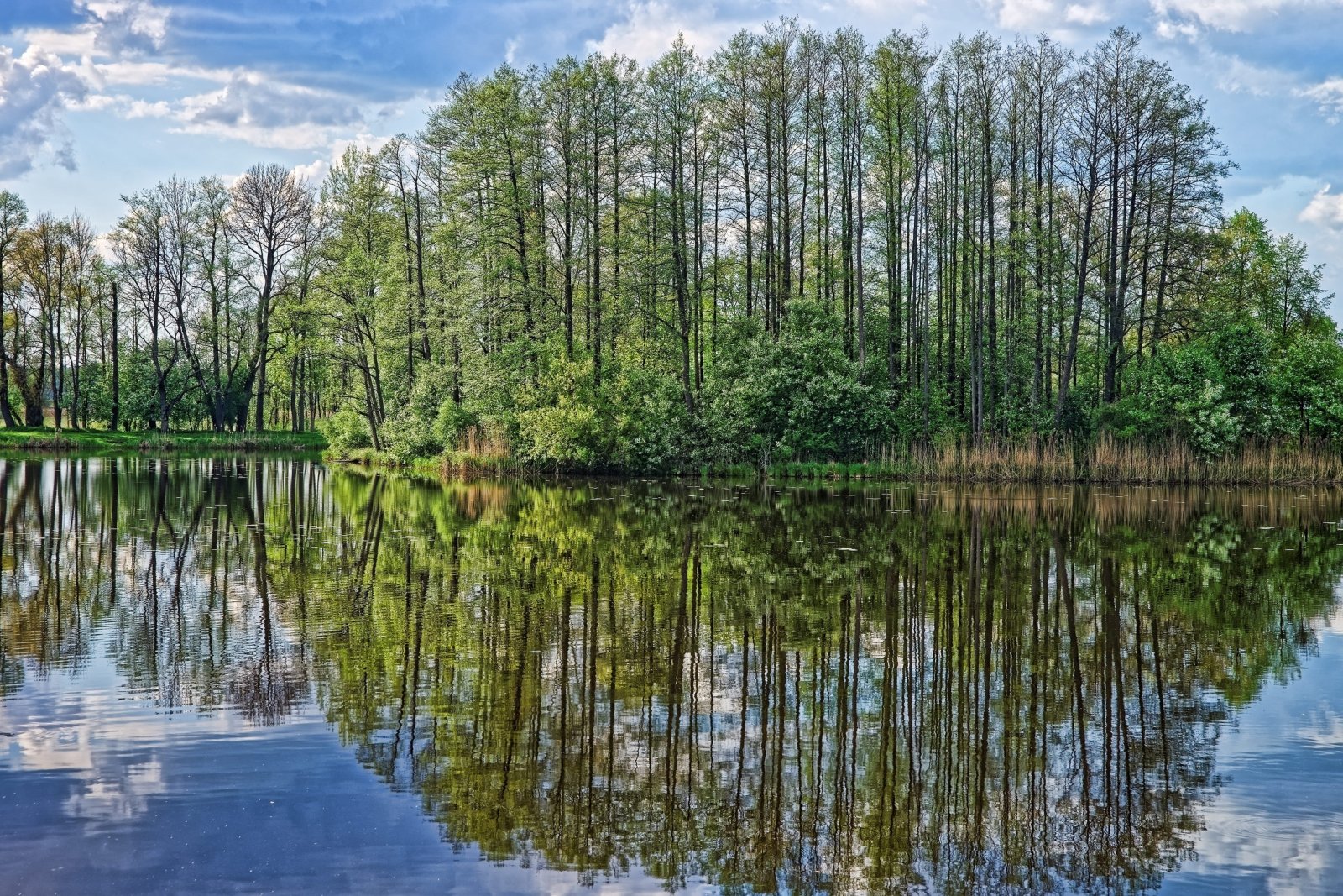 Białowieski Park Narodowy — zdjęcie 5