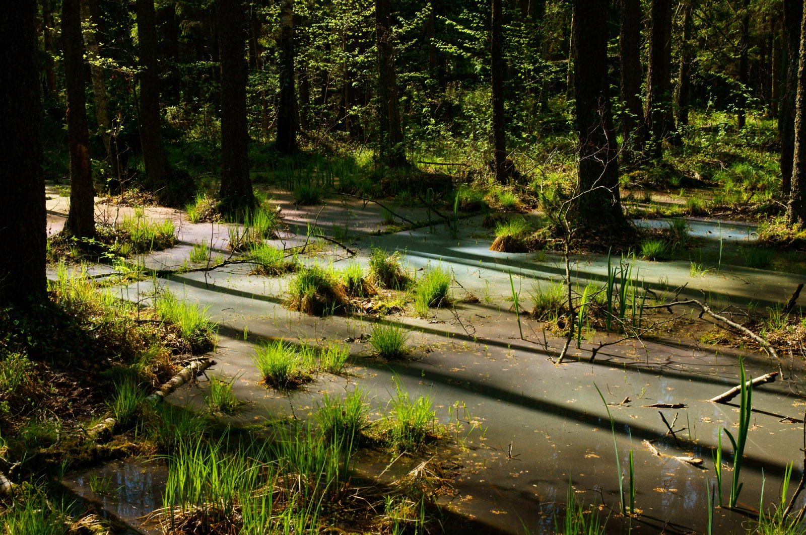 Biebrzański Park Narodowy — zdjęcie 2