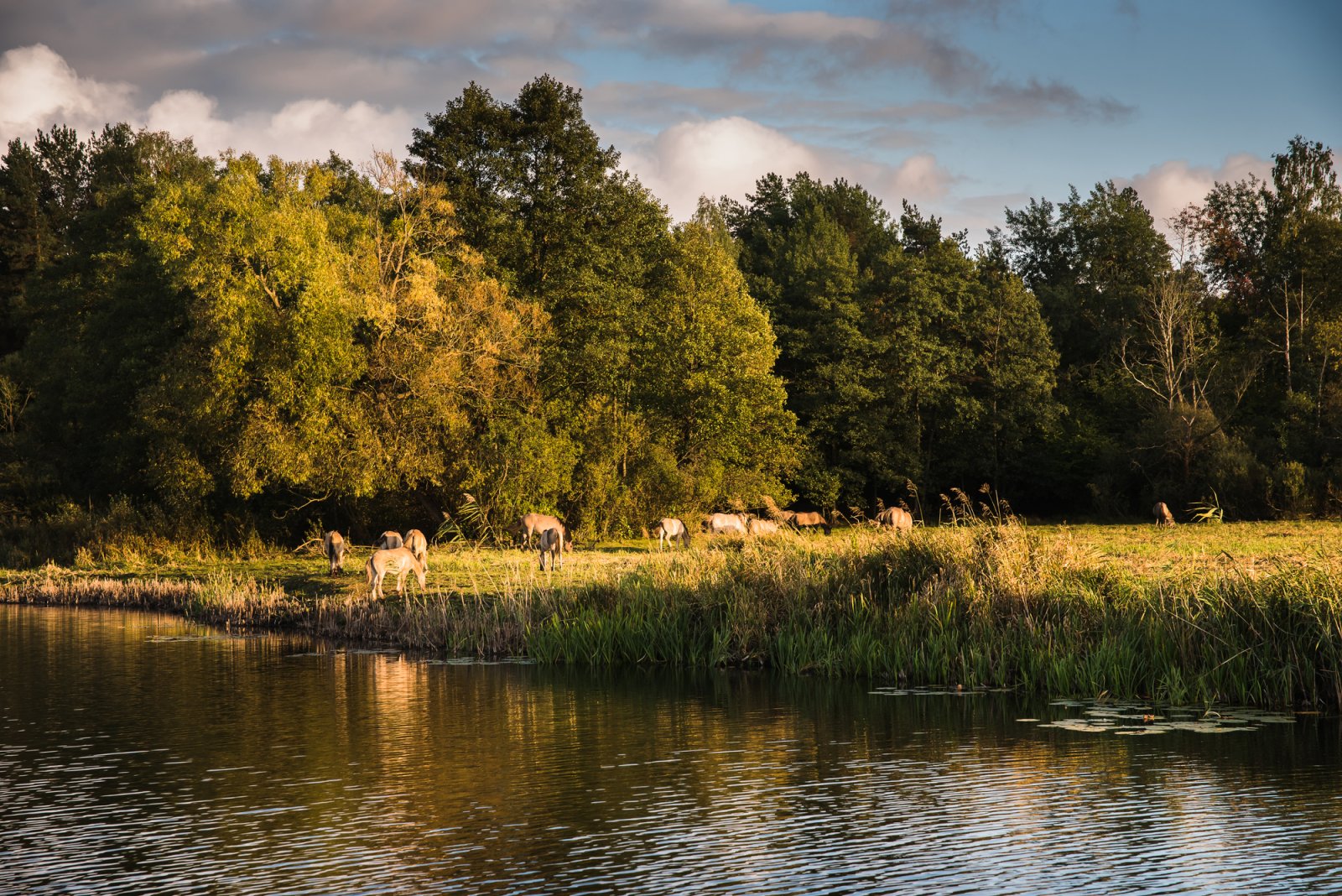 Biebrzański Park Narodowy