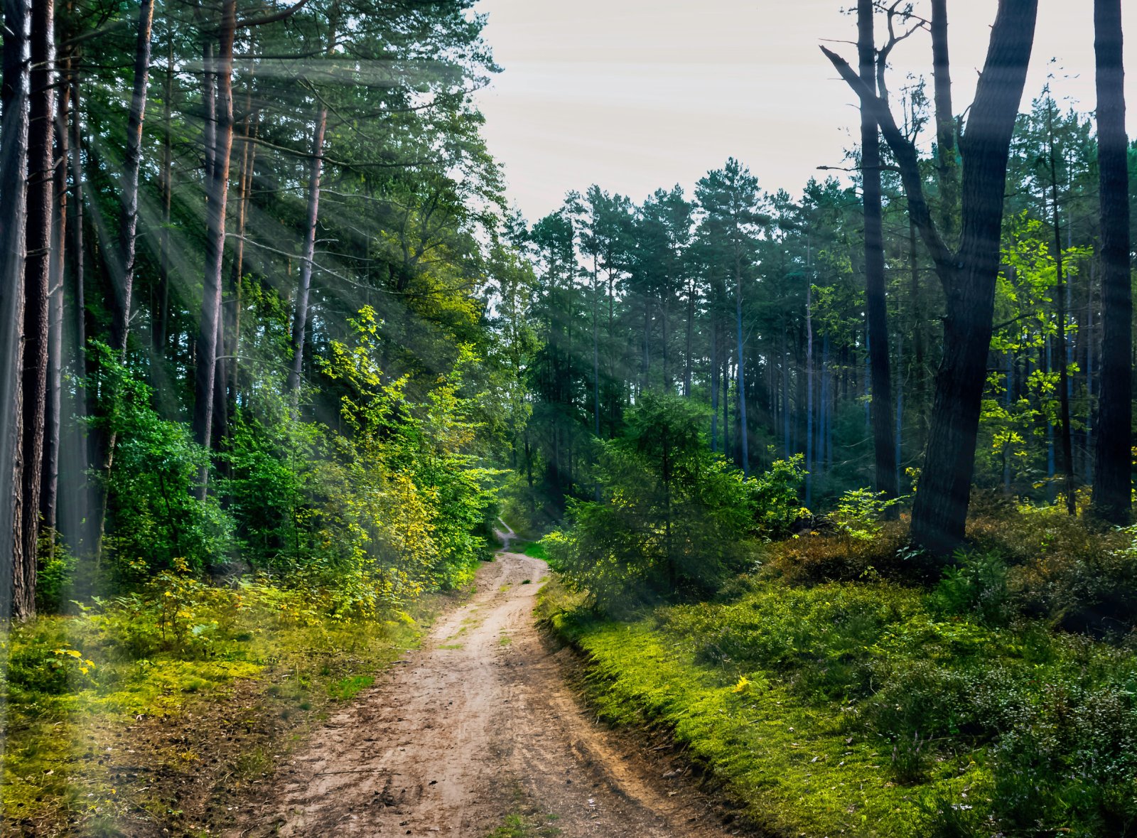 Kampinoski Park Narodowy — zdjęcie 2