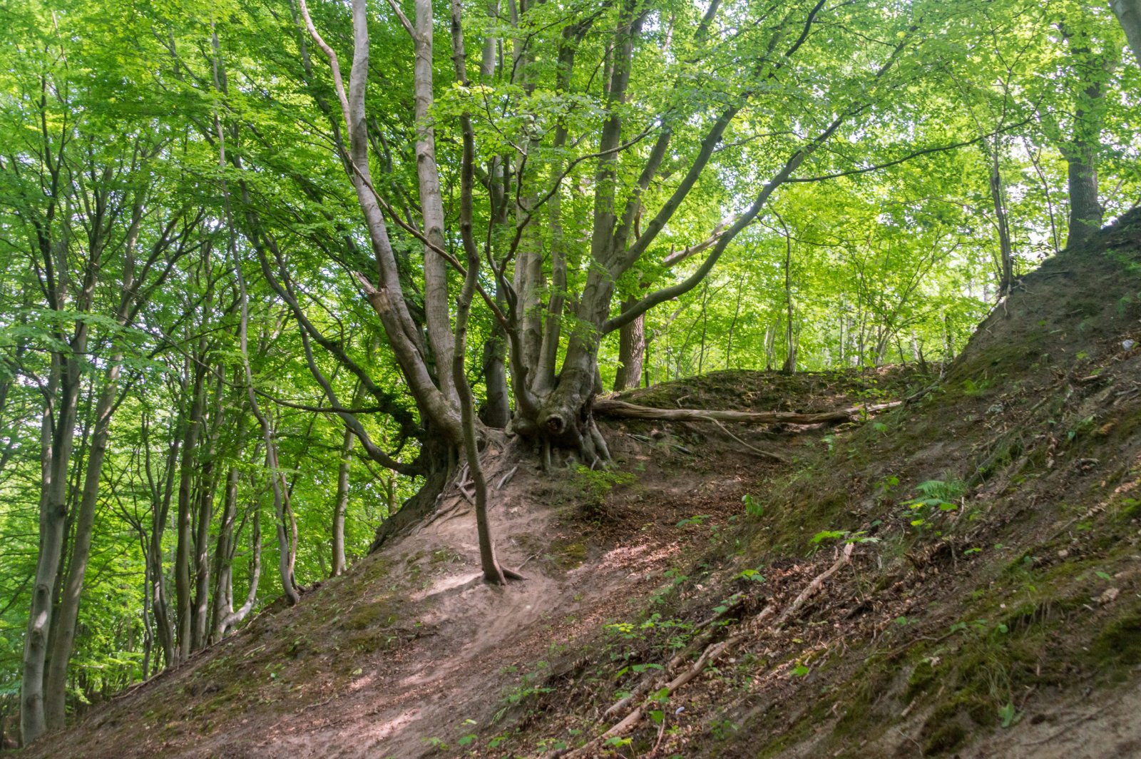 Lisi Jar w Jastrzębiej Górze