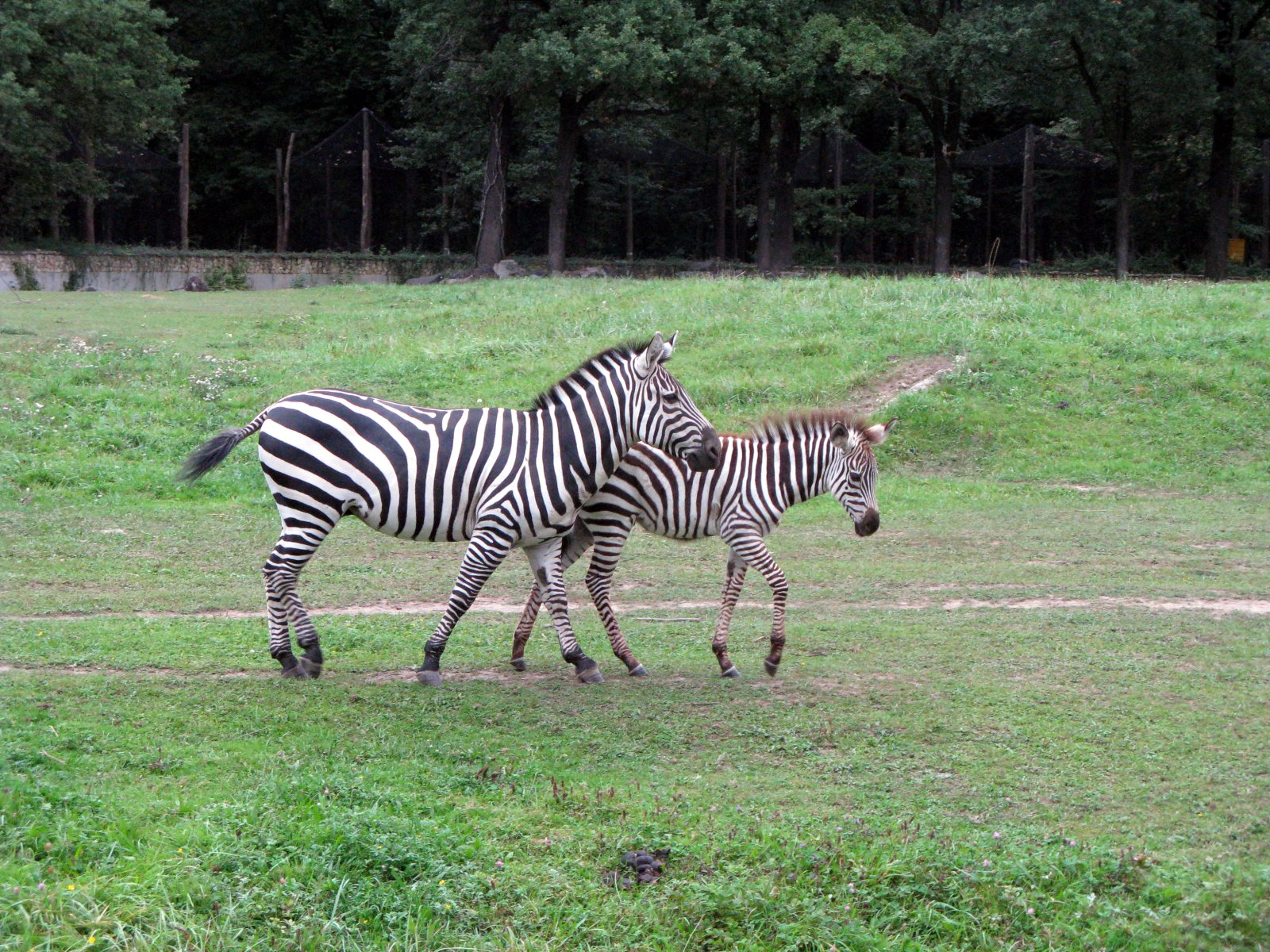 Ogród Zoologiczny w Opolu — zdjęcie 5