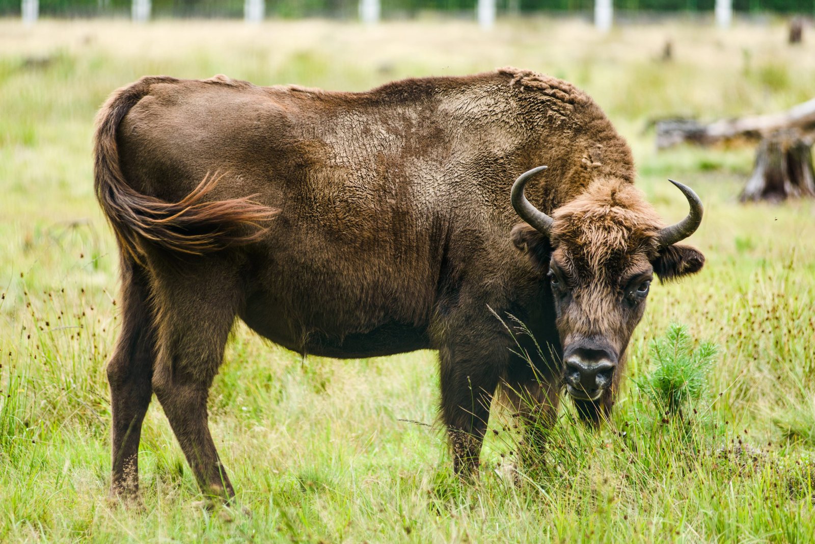 Rezerwat Pokazowy Żubrów w Białowieży