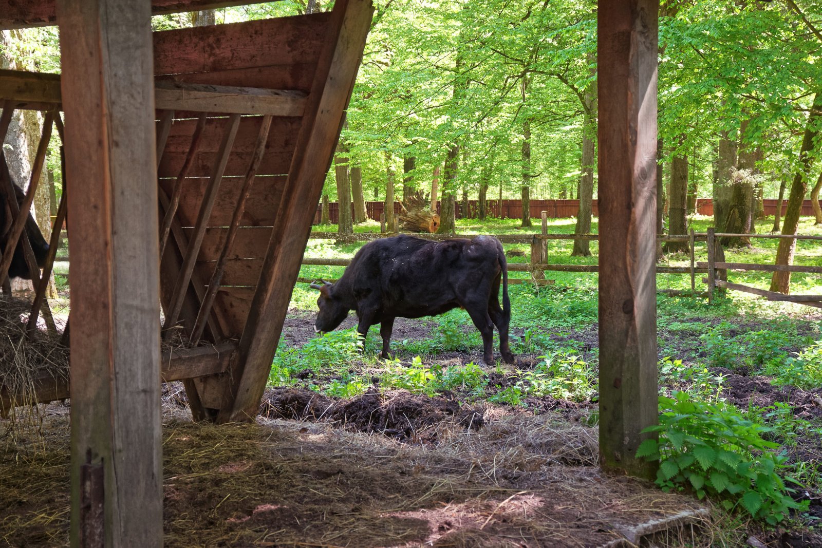 Rezerwat Pokazowy Żubrów w Białowieży — zdjęcie 2