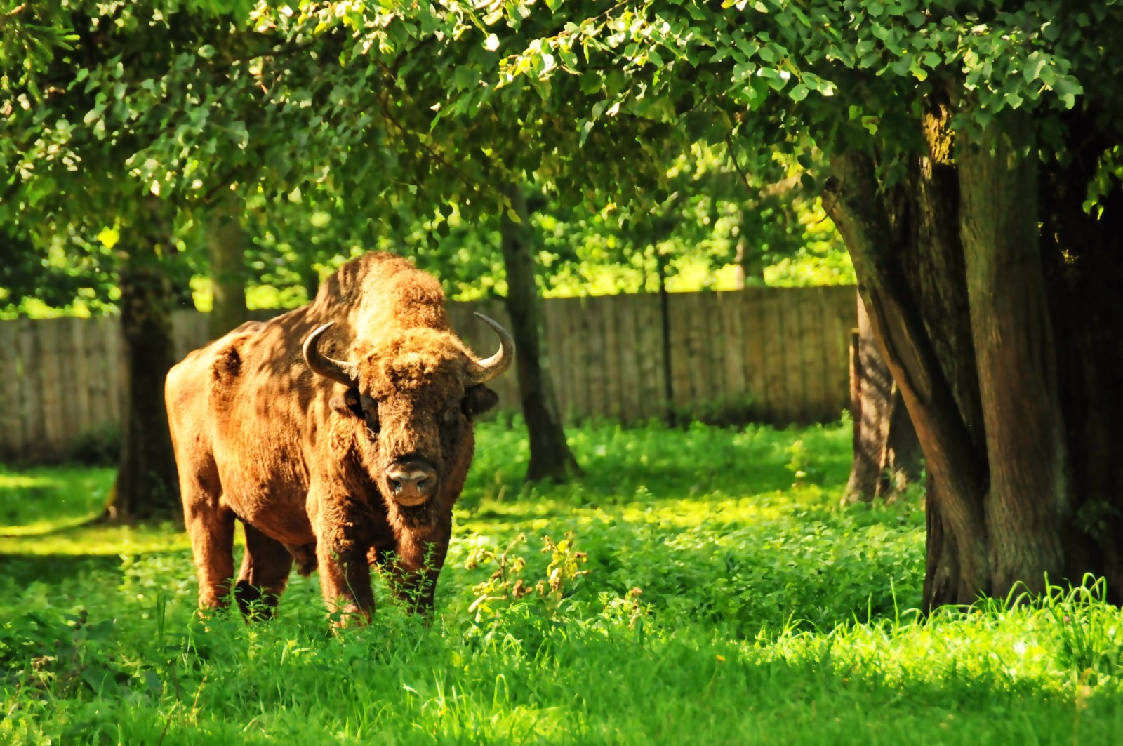 Rezerwat Pokazowy Żubrów w Białowieży — zdjęcie 3