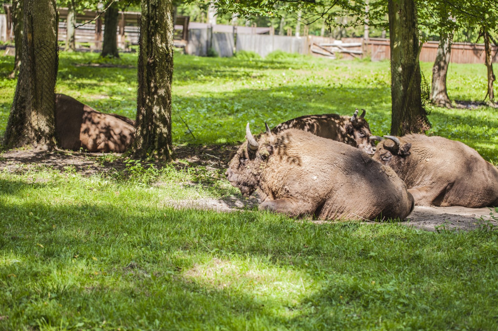 Rezerwat Pokazowy Żubrów w Białowieży — zdjęcie 4