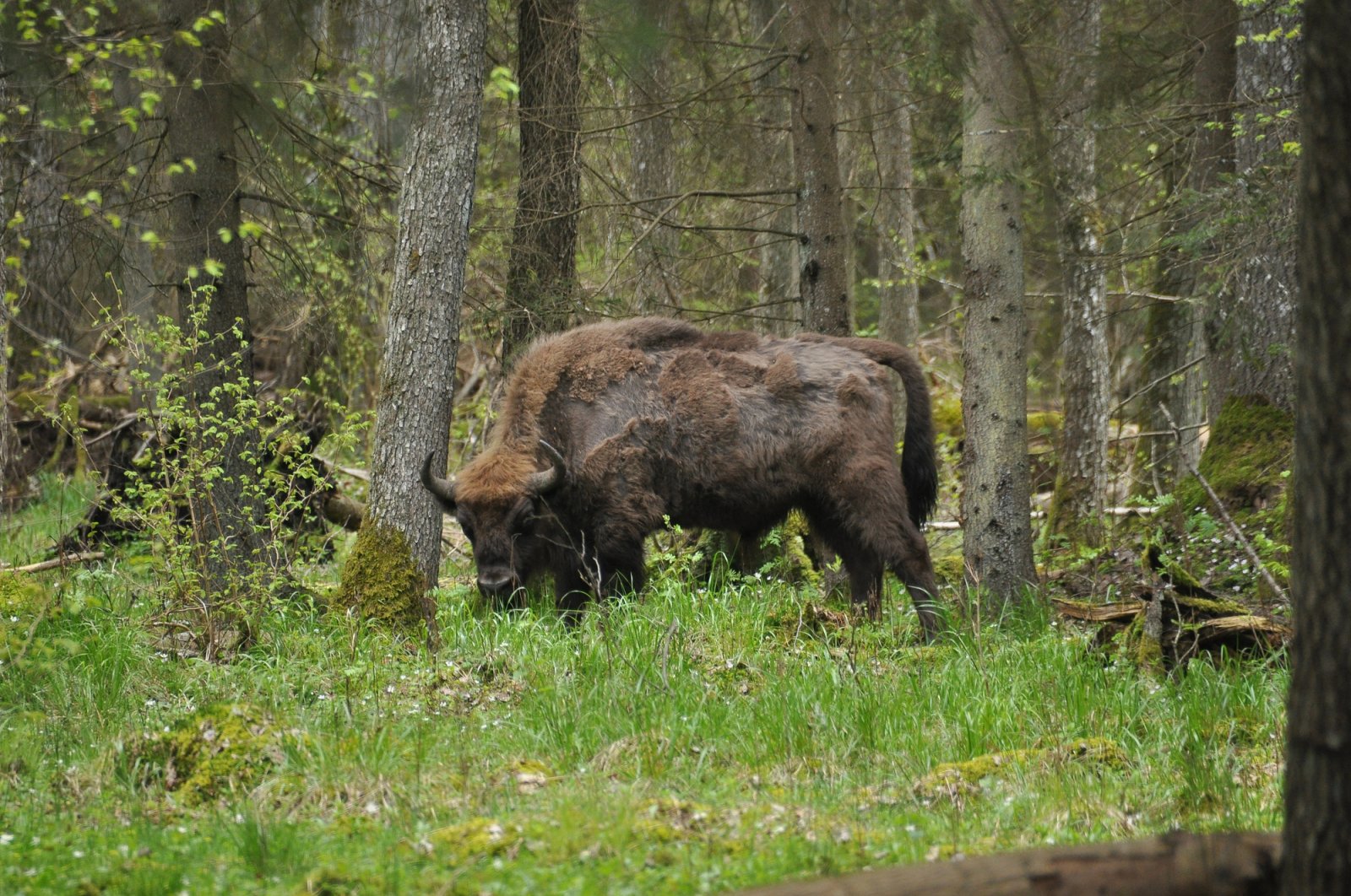Rezerwat Pokazowy Żubrów w Białowieży — zdjęcie 5