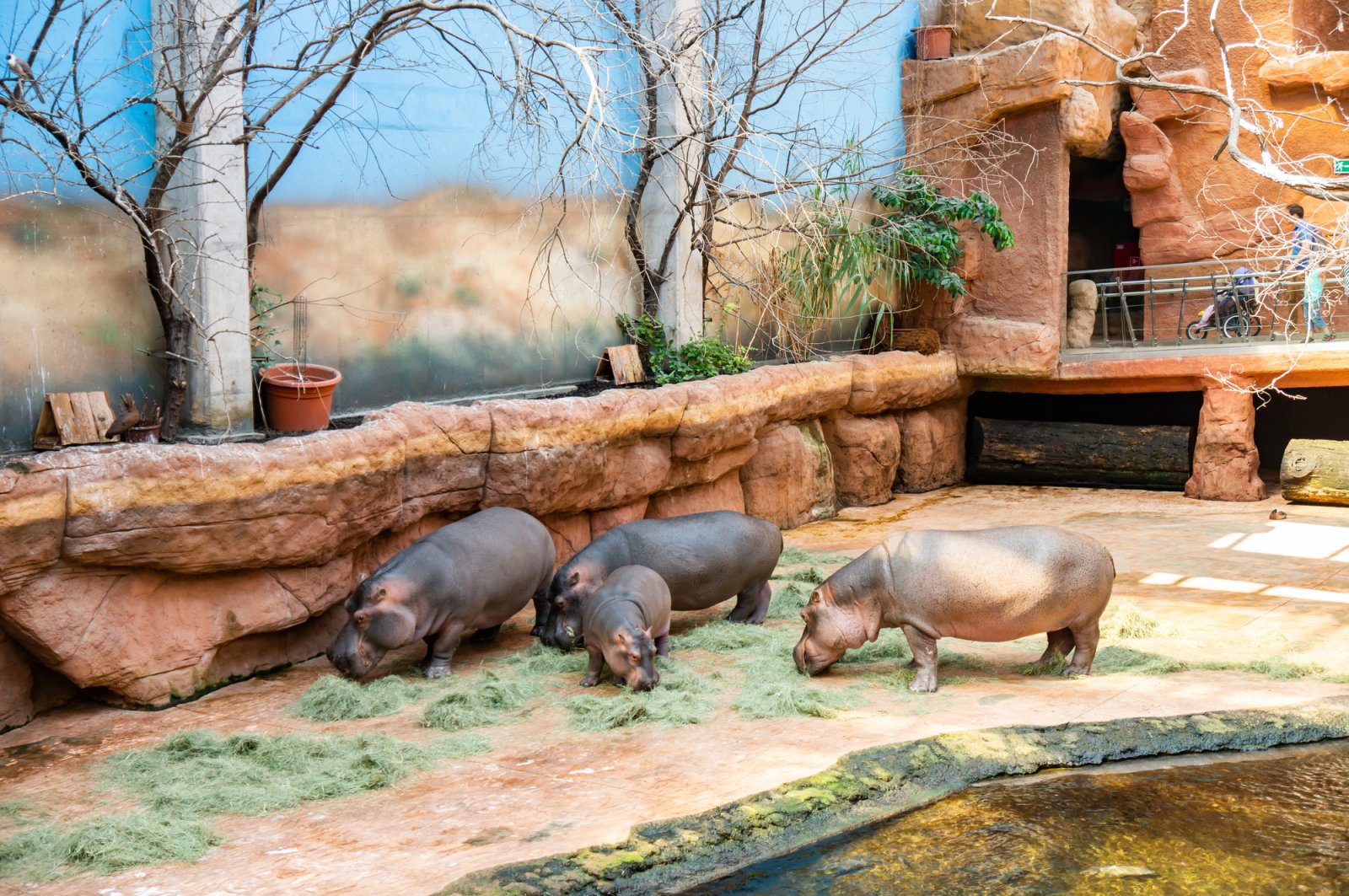 ZOO Wrocław i Afrykarium — zdjęcie 3